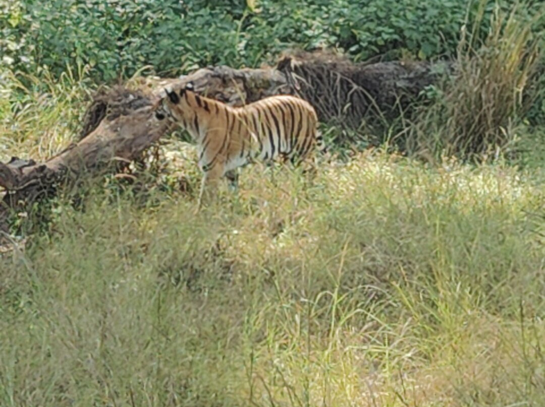 Wildlife Expeditions India-Khatia必去景点