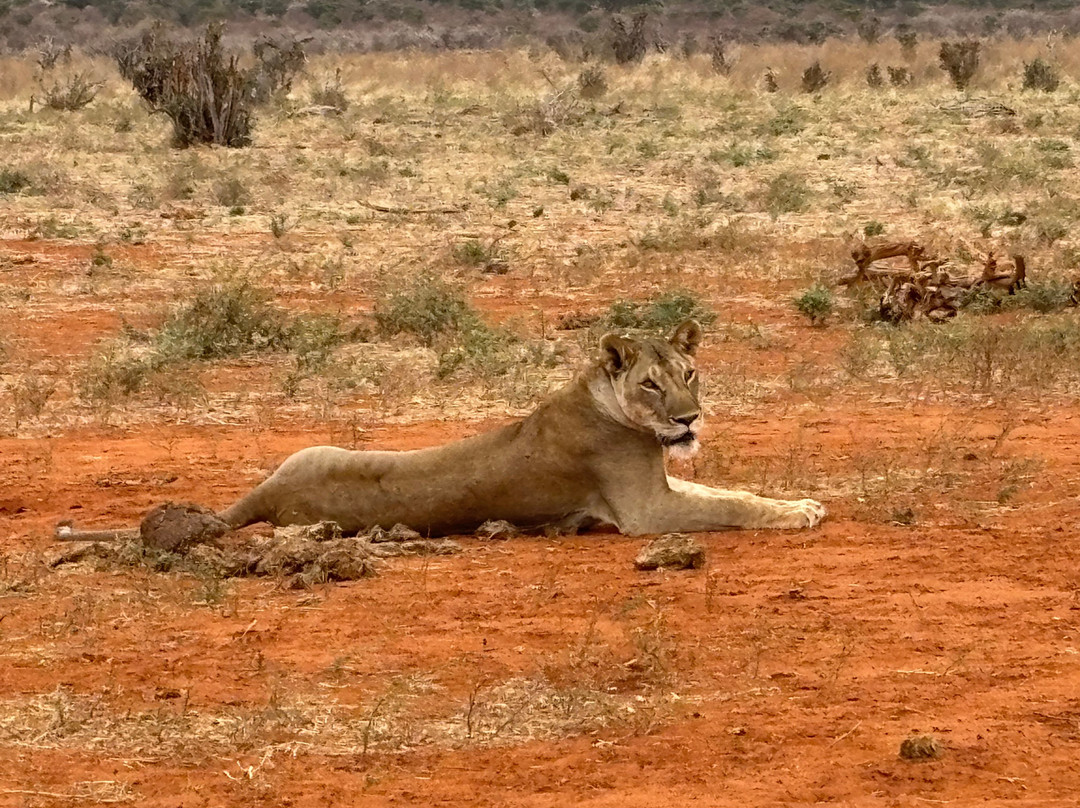 LadyM Safaris-蒙巴萨必去景点