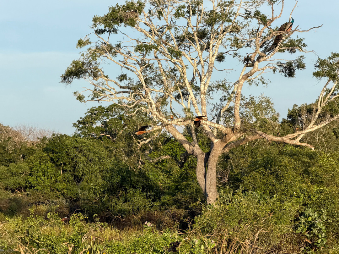 Roshan Safari-蒂瑟默哈拉默必去景点