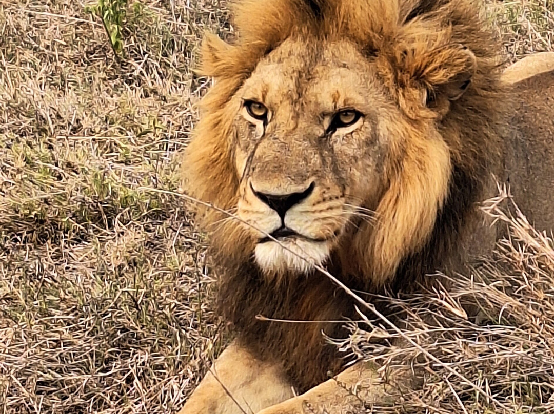 Tanzania Specialist-阿鲁沙必去景点