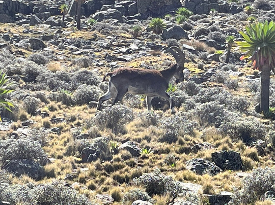 Ethiopia Bound Tours-贡德尔必去景点