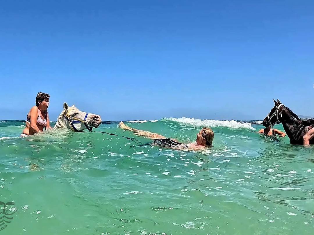 Gansbaai & Pearly Beach Horse Trails-干斯拜必去景点