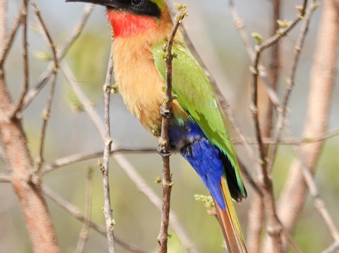 Adventure Birding Tours-特马必去景点