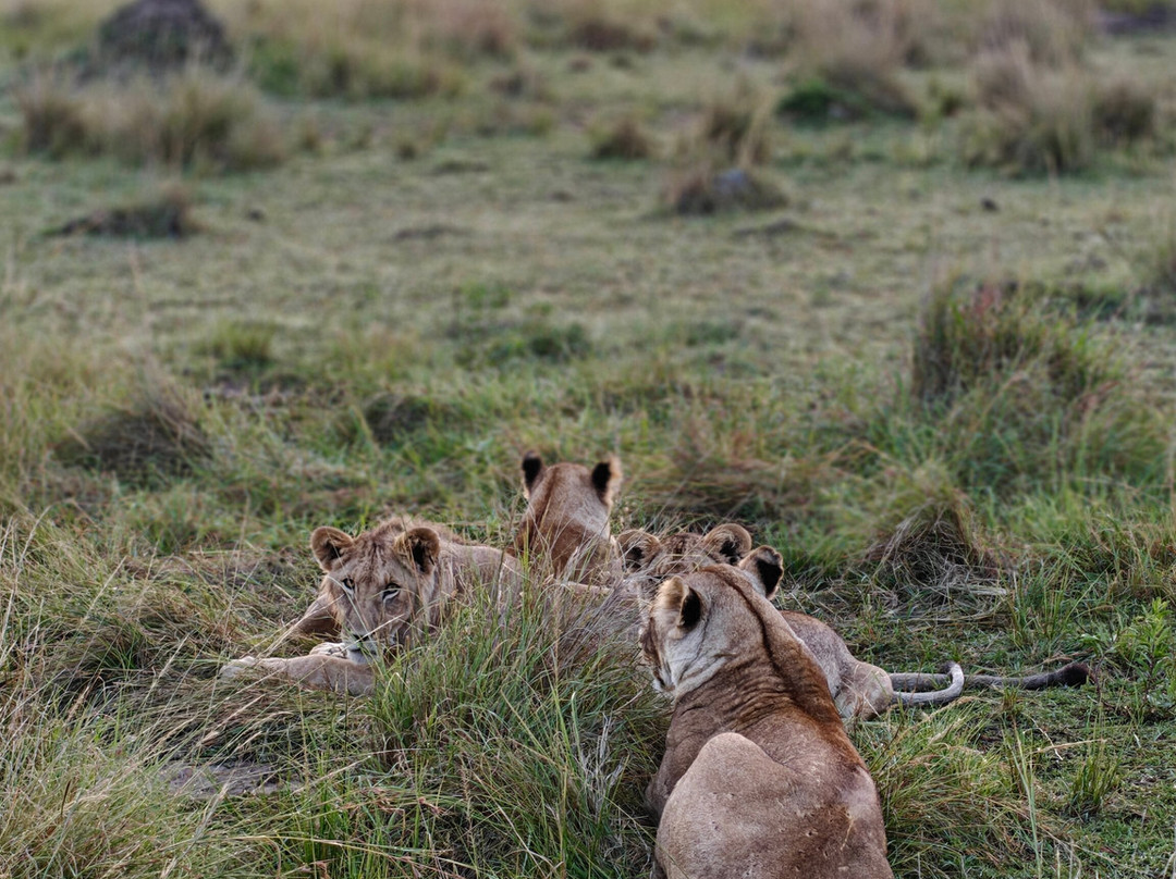 Rhythms of Nature-内罗毕必去景点