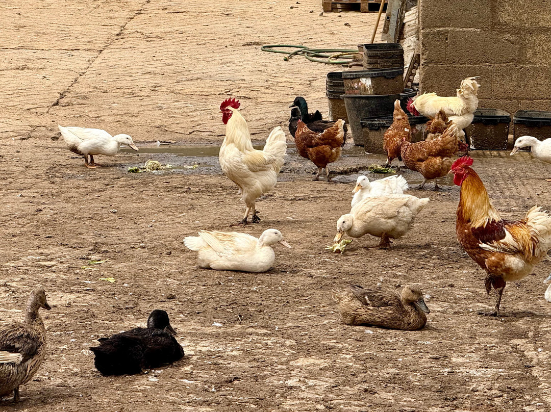 Red Down Farm Shop-Highworth必去景点