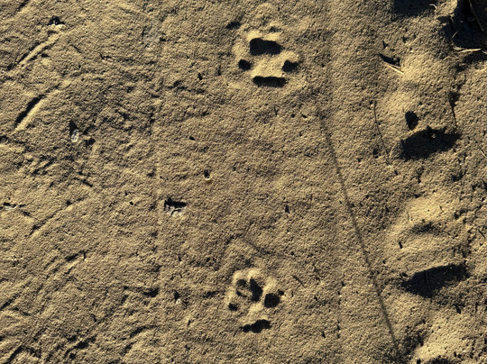 Discovering Donana-El Rocio必去景点