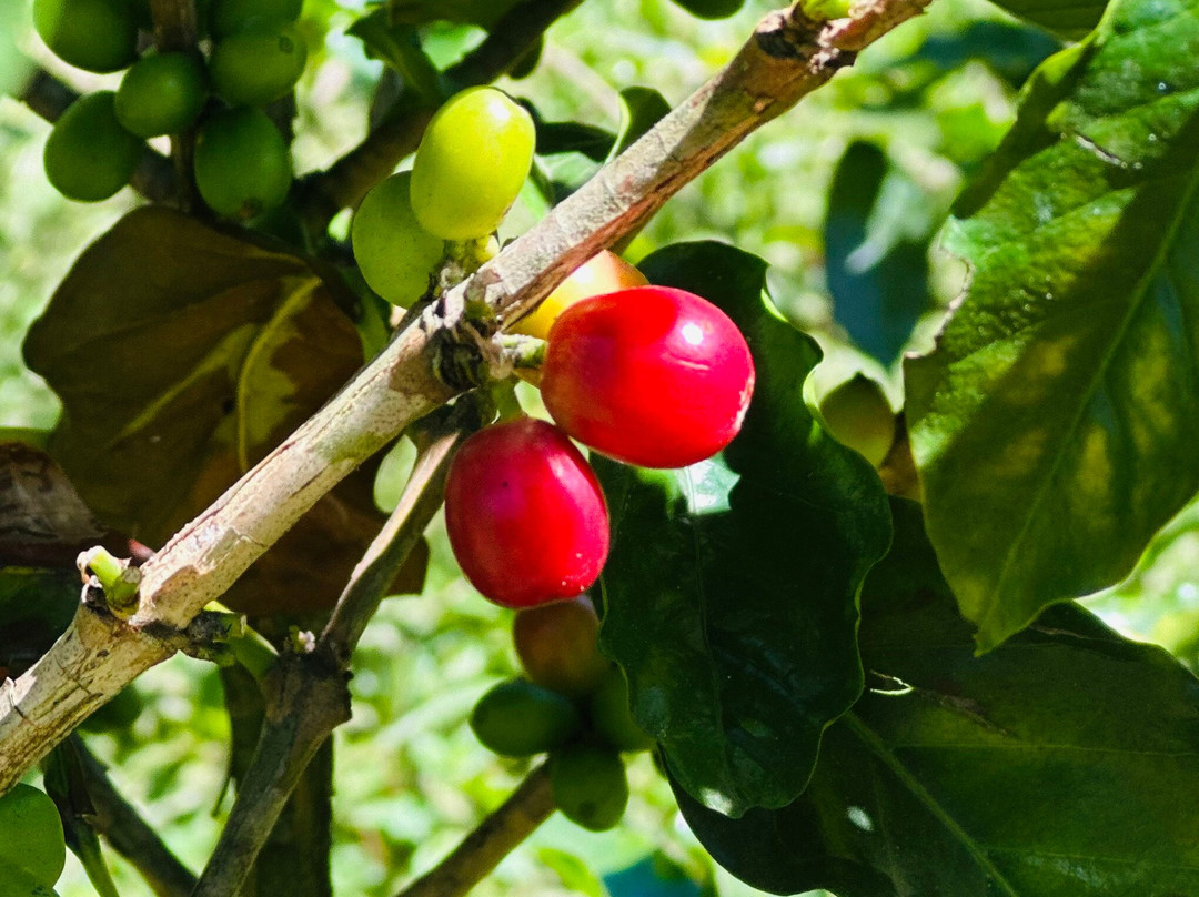 TIO JOSE COFFEE TOUR-葛雷西亚必去景点