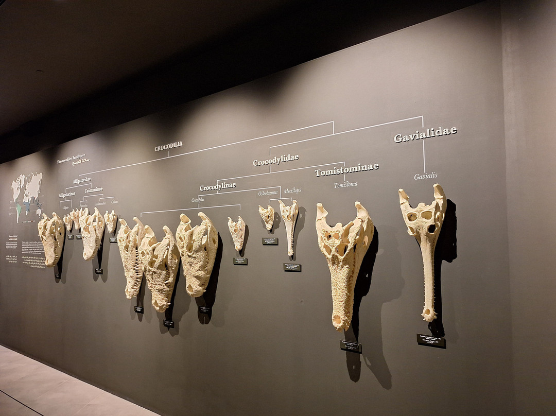 Dubai Crocodile Park-迪拜必去景点