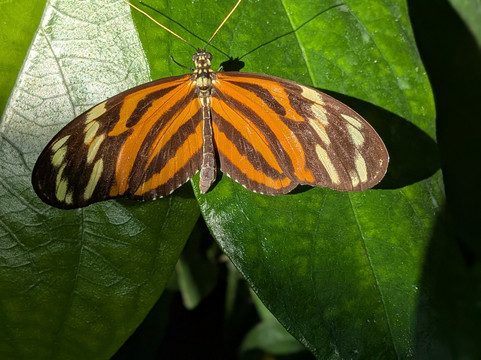 克莱尔蝴蝶中心-休斯顿必去景点