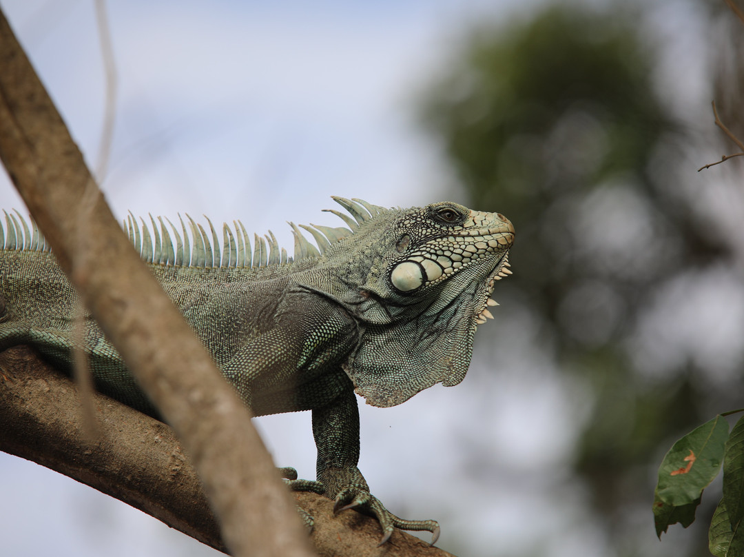 ChapoleraTours-佩雷拉必去景点