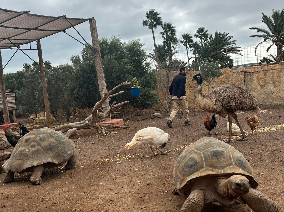 Cocodrilo Park Gran Canaria-阿古伊梅斯必去景点
