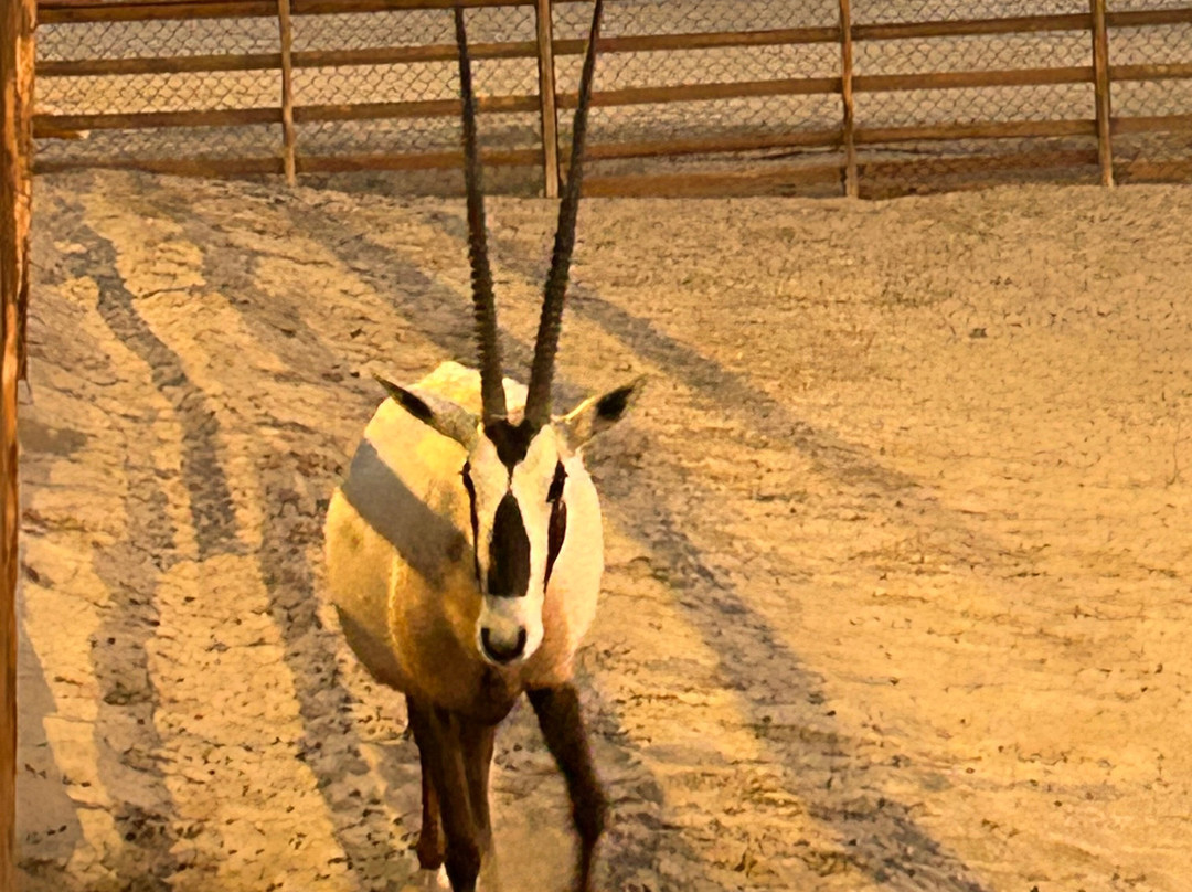 Al Majles Resort-多哈必去景点