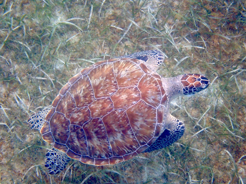 Crystal Clear-维切克岛必去景点