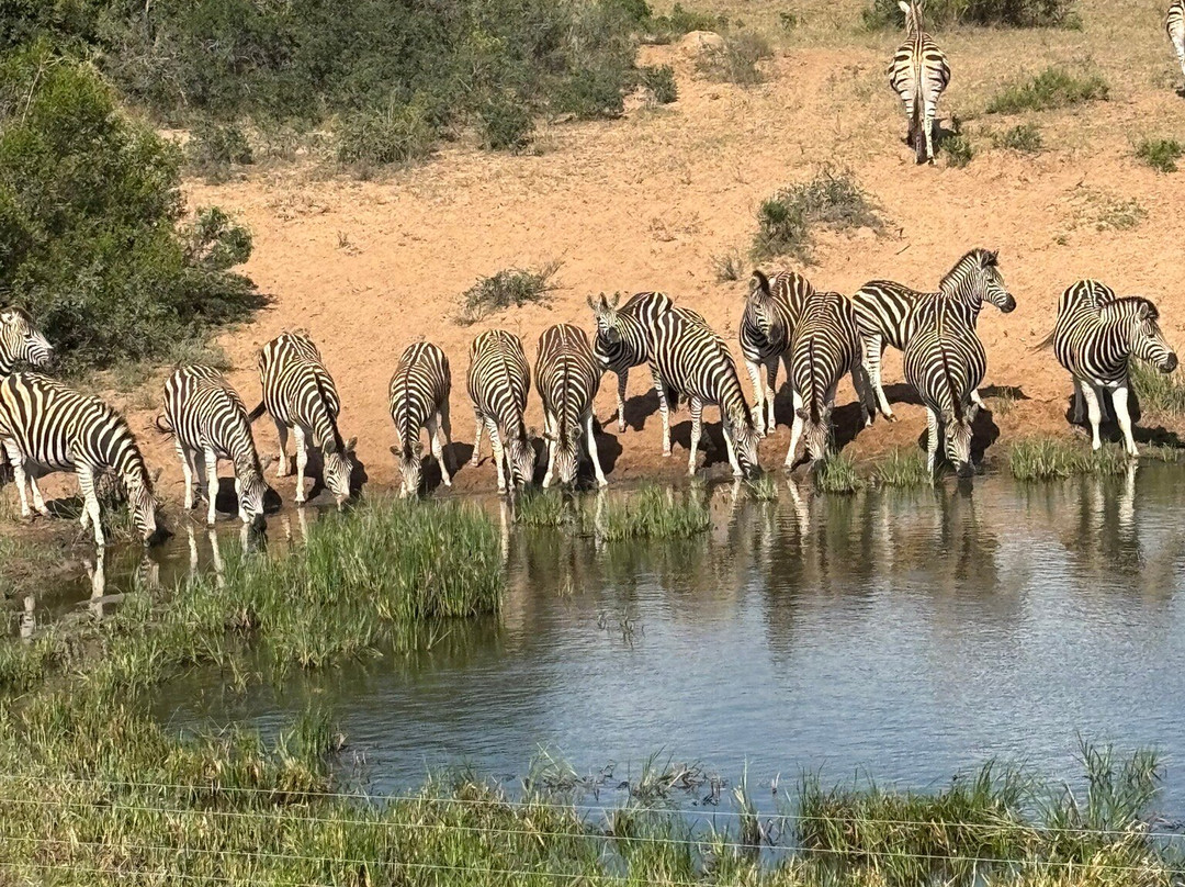 Amakahala Game Reserve-Paterson必去景点