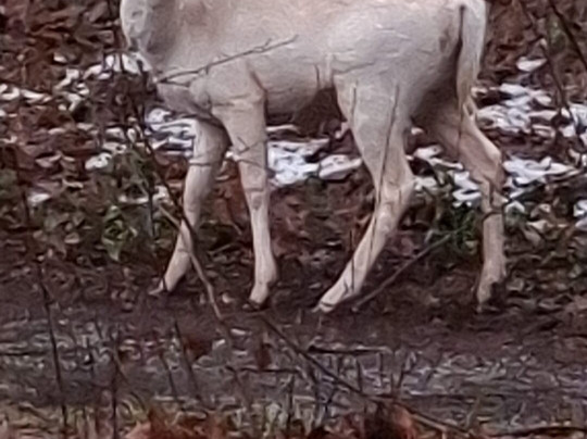 Center Parcs Het Meerdal主图