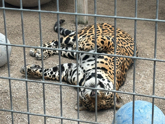 McCarthy's Wildlife Sanctuary-西棕榈滩必去景点