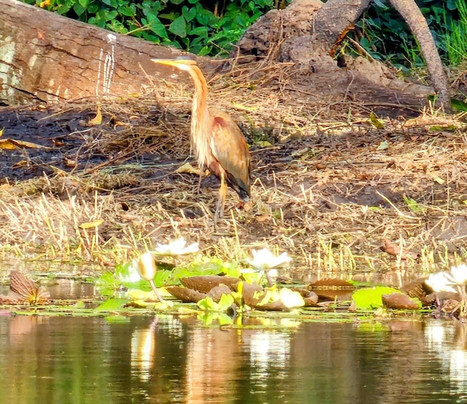 Abuko Nature Reserve-班竹必去景点