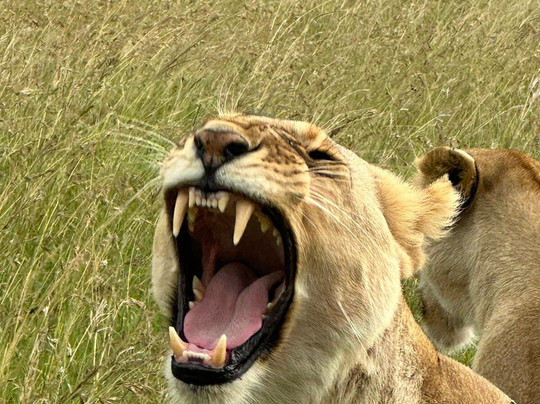 Maasai Mara National Reserve-纳罗克必去景点