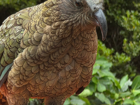 Stray-奥克兰中心地区必去景点