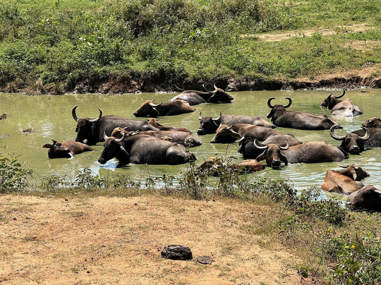 Riu Lanka Tours and Travels (PVT) Ltd-亚洪加拉必去景点