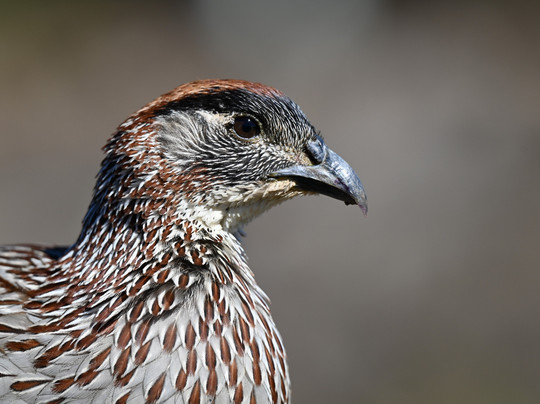 Hawaii Bird Tours-瓦胡岛必去景点