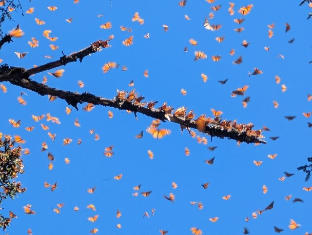 Tekpan Tours-墨西哥城必去景点
