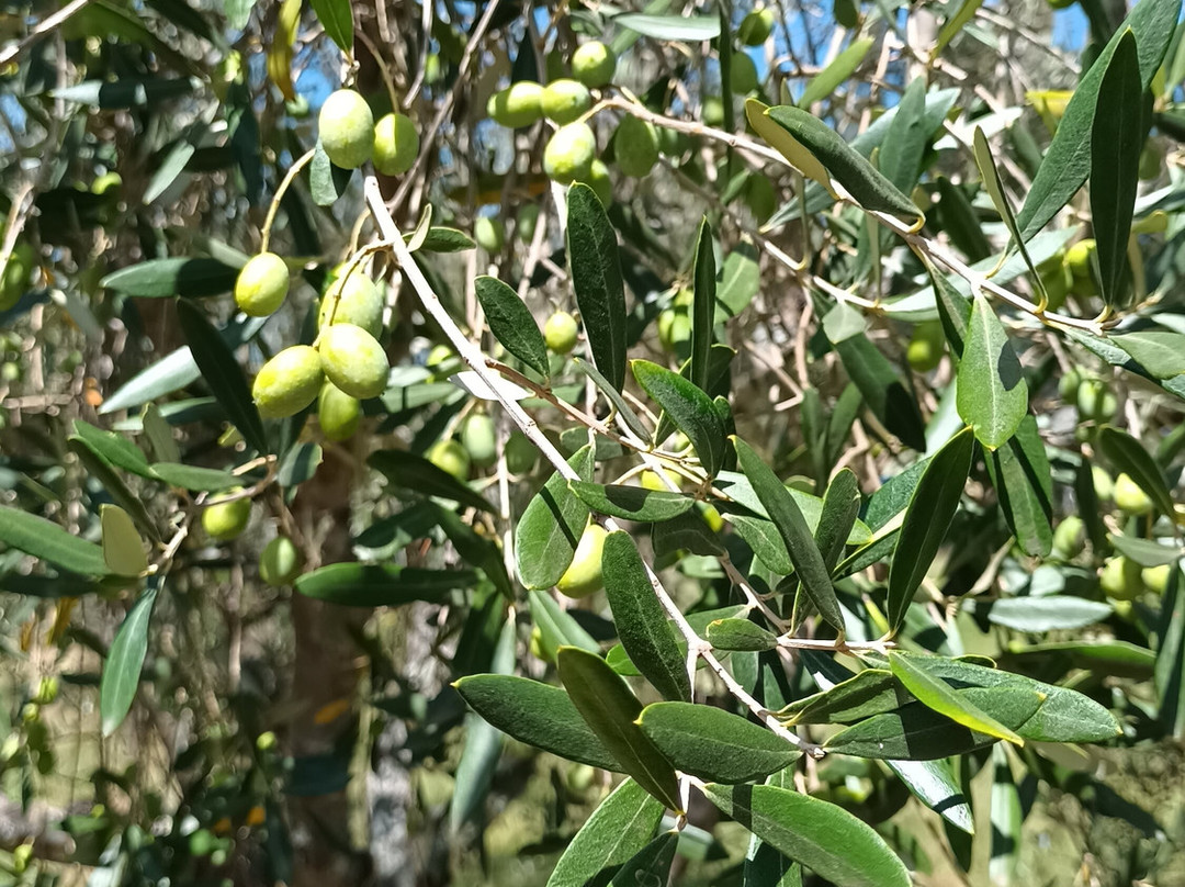 Olivo Pampa-Santana do Livramento必去景点