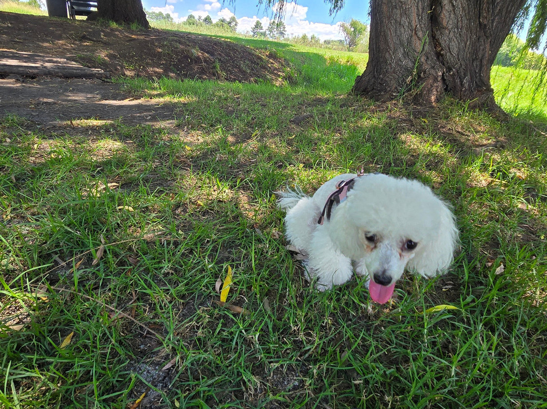 Walkhaven Dog Park-约翰内斯堡必去景点