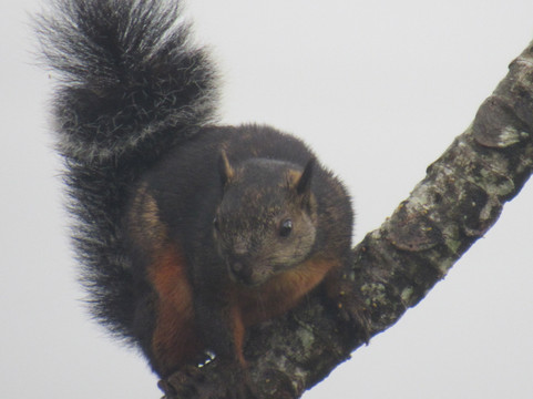 Parque Nacional Volcán Arenal