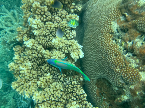 Ocean Ventures Fiji-萨武萨武必去景点