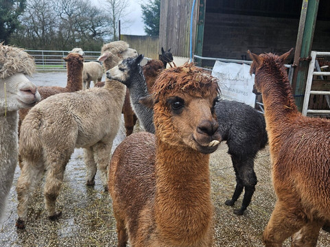 Cheshire Alpacas-Antrobus必去景点