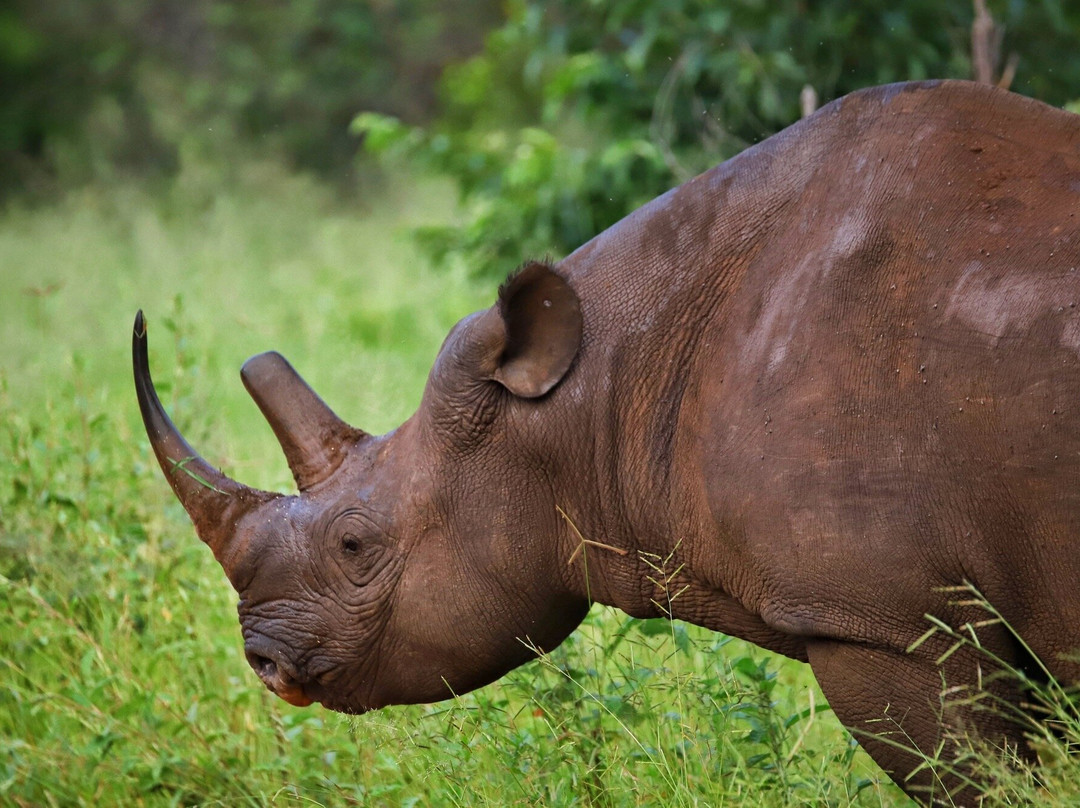 The Stanley and Livingstone-维多利亚瀑布必去景点