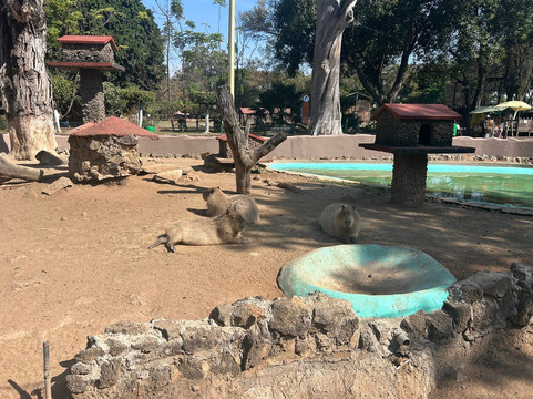 Parque Zoológico Benito Juárez-莫雷利亚必去景点