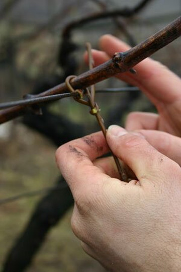 Azienda Agricola Eredi Di Aldo Cobelli