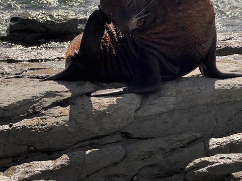 凯库拉毛皮海狮聚集区-Kaikoura必去景点