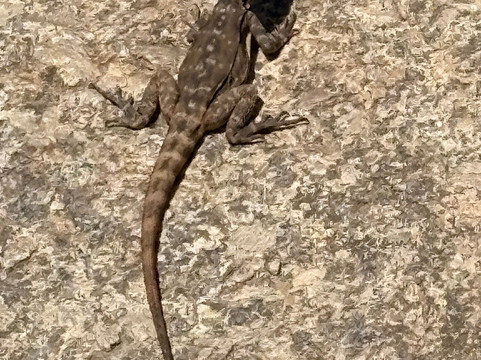Wave Rock-海顿必去景点