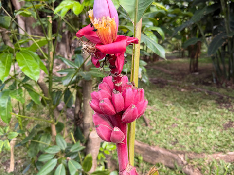 Pacific Trade Winds-Nuevo Arenal必去景点