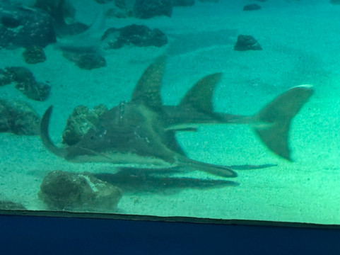 丹麦国家水族馆-哥本哈根必去景点