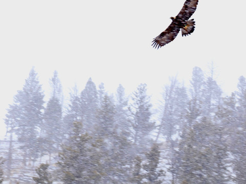 Yellowstone Wild-加德纳必去景点
