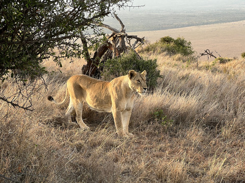 Lewa Wildlife Conservancy-Isiolo必去景点