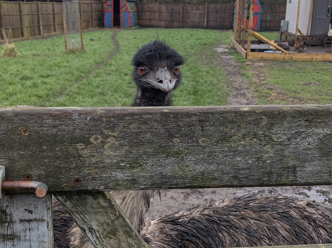 Burntwood Alpaca and Animal Experience-Burntwood必去景点
