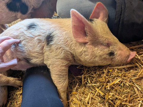 Quex Adventure Farm Park-Birchington必去景点