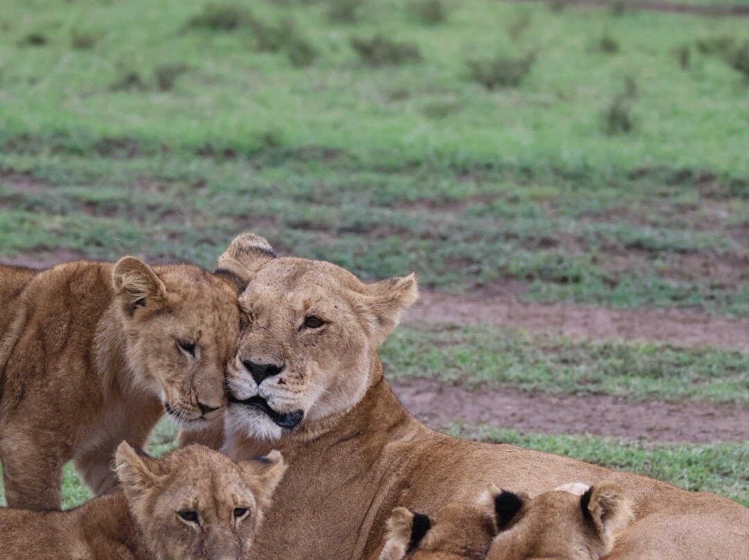 Ongeri Expeditions-Luxury Safaris-Karen必去景点