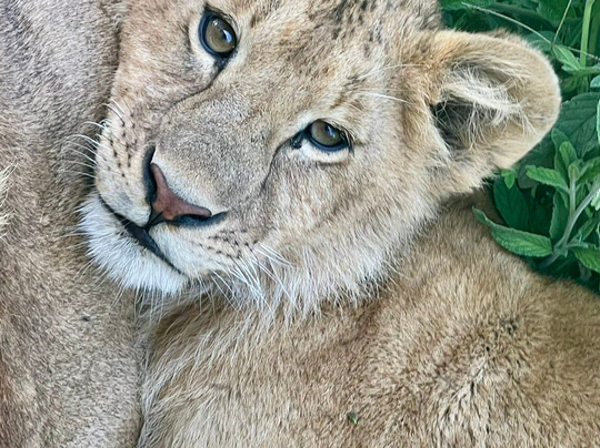 Leopard Tours Limited-阿鲁沙必去景点