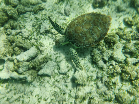 Spotts Beach-大开曼岛必去景点