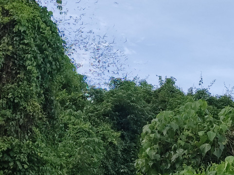 Gomantong Cave Sandakan-山打根必去景点