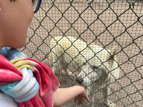 Shy Wolf Sanctuary Education & Experience Center-Golden Gate必去景点