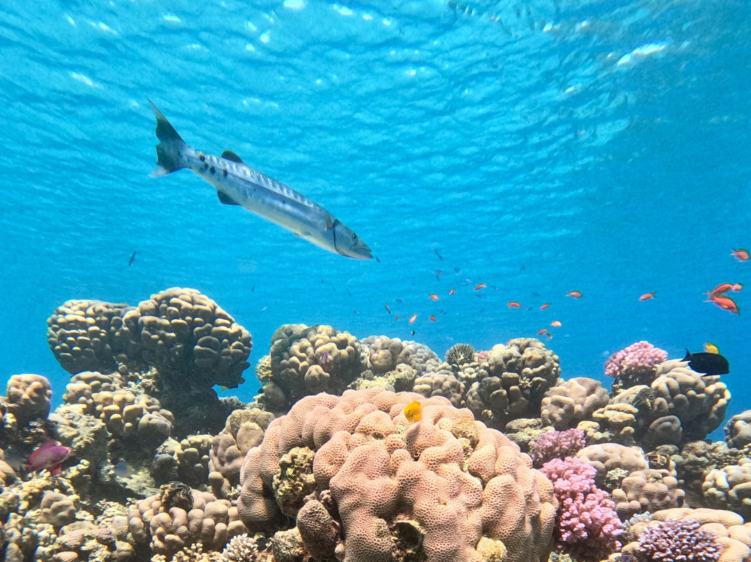 iDive Diving Centre-马卡迪湾必去景点