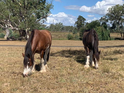 The Woolshed at Jondaryan-Jondaryan必去景点