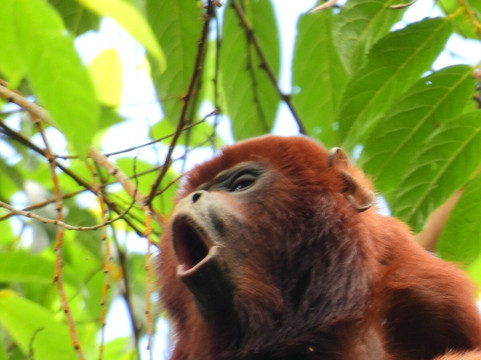 Manriquebirding-Minca必去景点